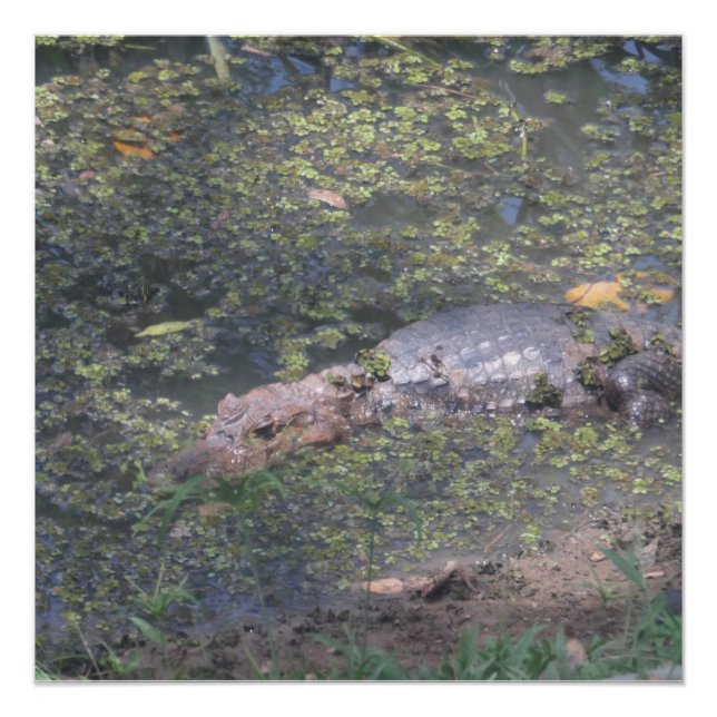 Póster Crocodilo Bebê na América do Sul (Frente)