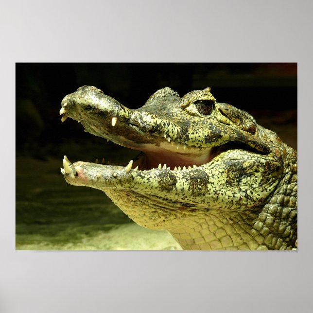 Poster Crocodilo, Crocodile/ (Frente)