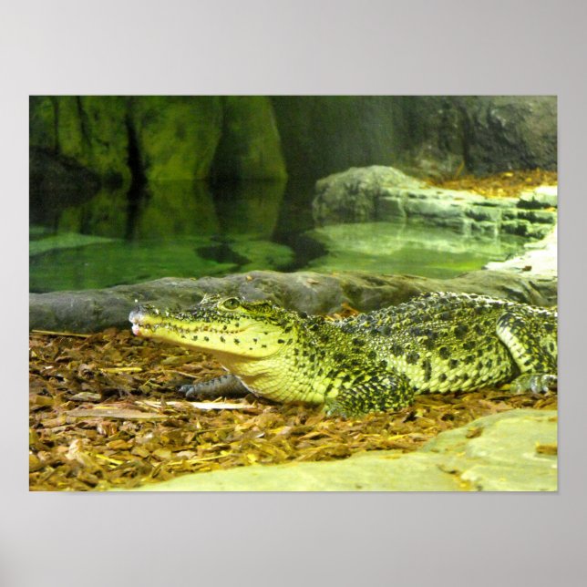 Póster Crocodilo cubano (Frente)