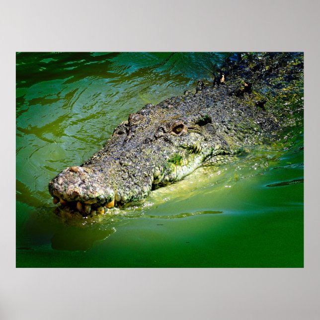 Poster Crocodilo-de-água-salgada do Território do Norte (Frente)