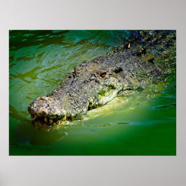 Poster Crocodilo de Água Salgada do Território norte