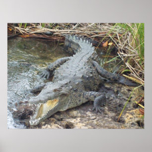 Poster Crocodilo jamaicano da água salgada