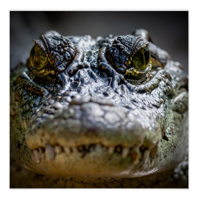 Póster crocodilo na água (Frente)