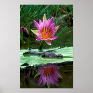 Poster Crocodilo Nilo (Crocodilo Niloticus)