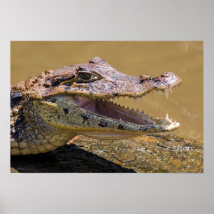 Poster Crocodilo sorridente em Tortuguero - Costa Rica