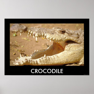 Póster crocodilo Tubagens de JungleWalk.com