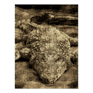Póster Crocodilo Vintage