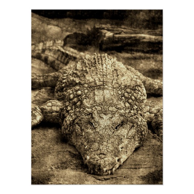 Póster Crocodilo Vintage (Frente)