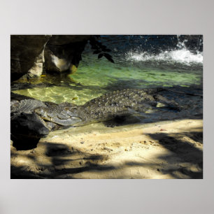 Póster Crocodilos