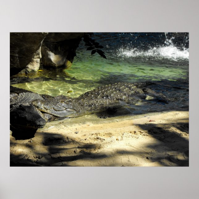 Póster Crocodilos (Frente)