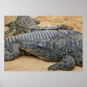 Poster Crocodilos