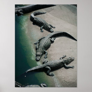 Poster Crocodilos Descansados em Riverbank Willife