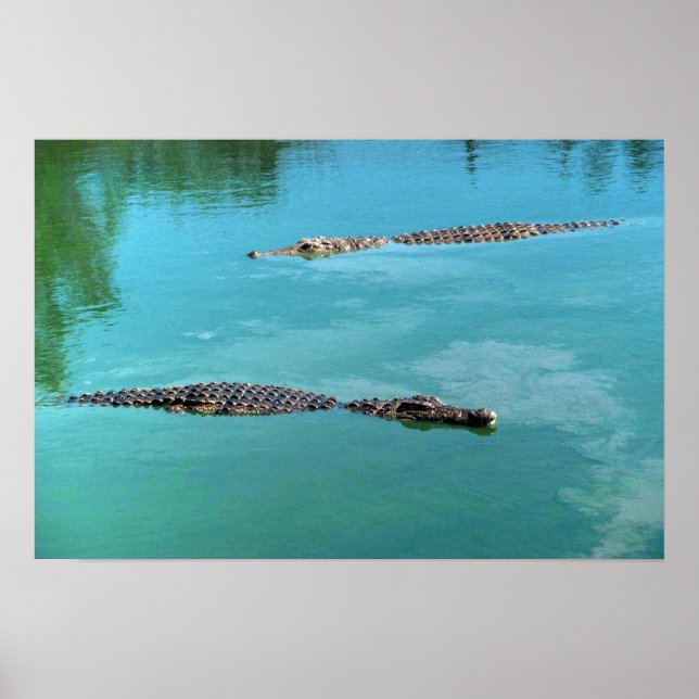 Poster Crocodilos Nilo (Frente)