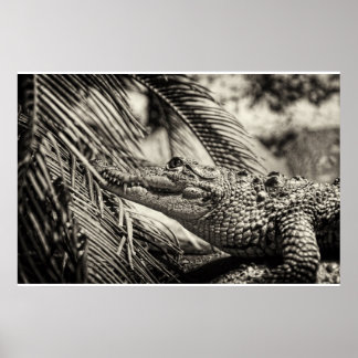 Póster Crocodylus Moreletii