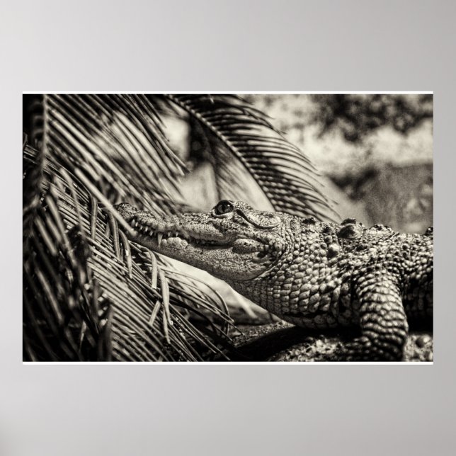 Póster Crocodylus Moreletii (Frente)