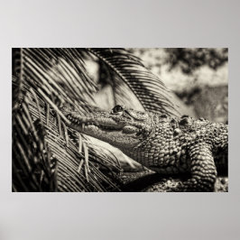Póster Crocodylus Moreletii