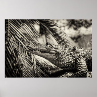 Póster Crocodylus Moreletii