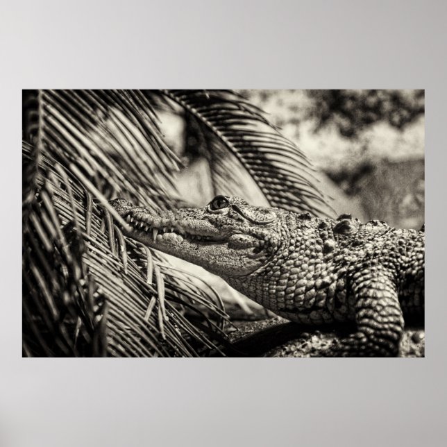Póster Crocodylus Moreletii (Frente)