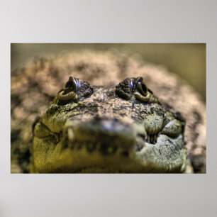 Póster Crocodylus Moreletii Close up