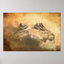 Crocodylus Moreletii Fechar