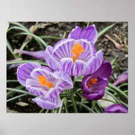 Poster Crocos Primavera roxos.