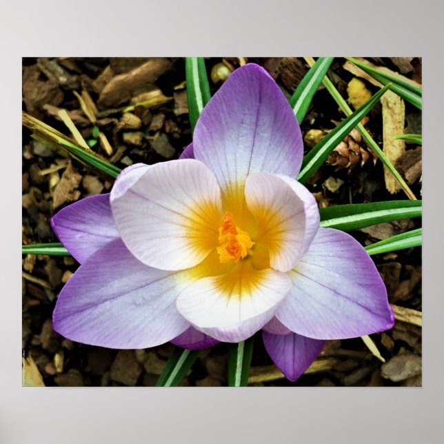 Poster Crocus, (Frente)