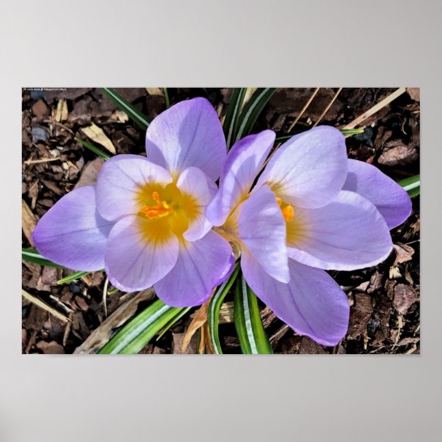 Poster Crocus, (Frente)