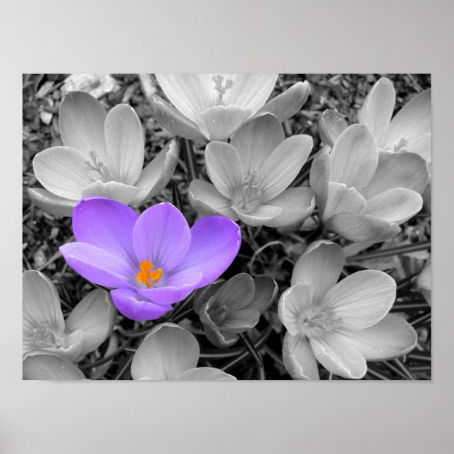 Poster Crocus (Frente)