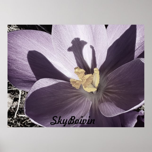 Poster Crocus adormecido (Frente)