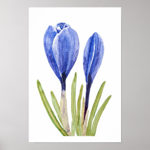 Poster crocus buds aquarela 