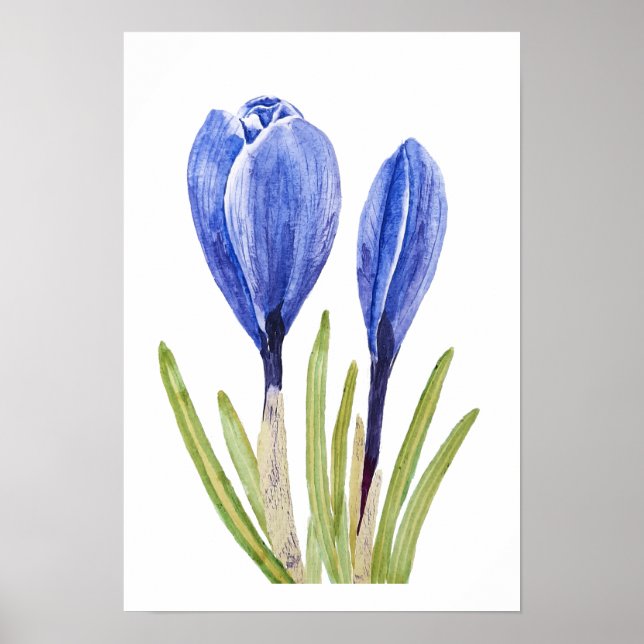 Poster crocus buds azul pintura aquosa (Frente)