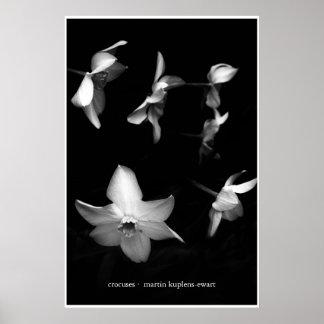 Póster Crocuses