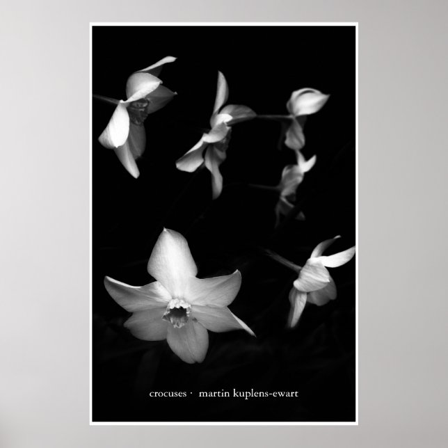 Póster Crocuses (Frente)
