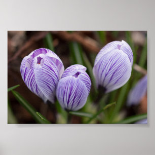 Poster Crocuses Não Abertas