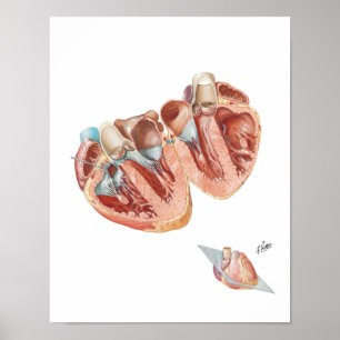 Póster Cross-Section of Heart por Frank H. Netter, MD