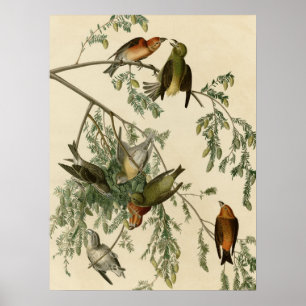 Póster Crossbill americano