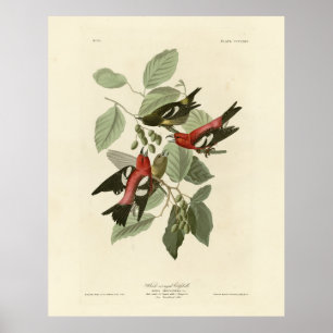Poster Crossbill de asas brancas, Aves da América de Audu