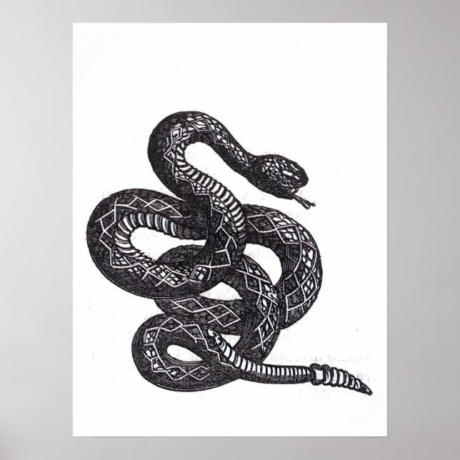 Poster Crotalus Cascavella Snake (Venemous Pit Viper) (Frente)