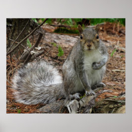Poster Crouching Squirrel