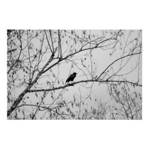 Póster Crow em uma Árvore de Birch