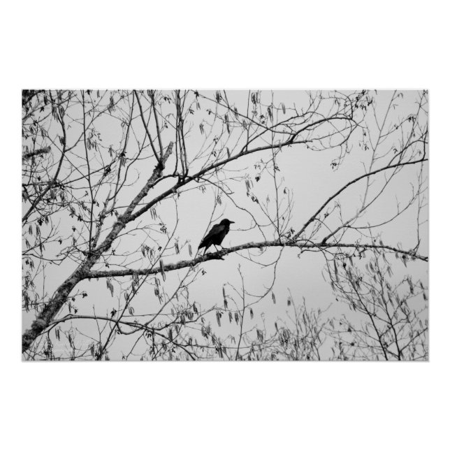 Póster Crow em uma Árvore de Birch (Frente)