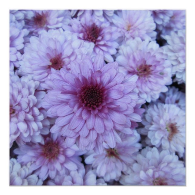 Póster Croysanthemum Purple White (Frente)
