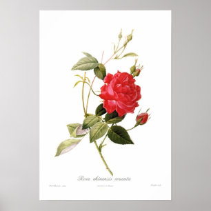 Póster Cruenta chinensis de Rosa