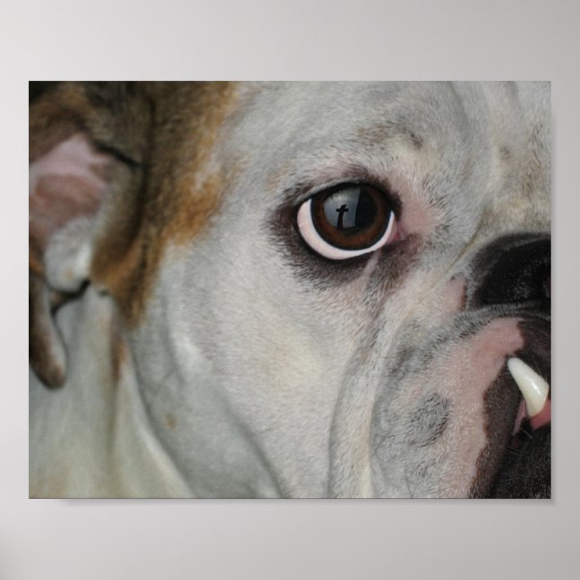 Poster Cruz de Bulldog Incrível (Frente)