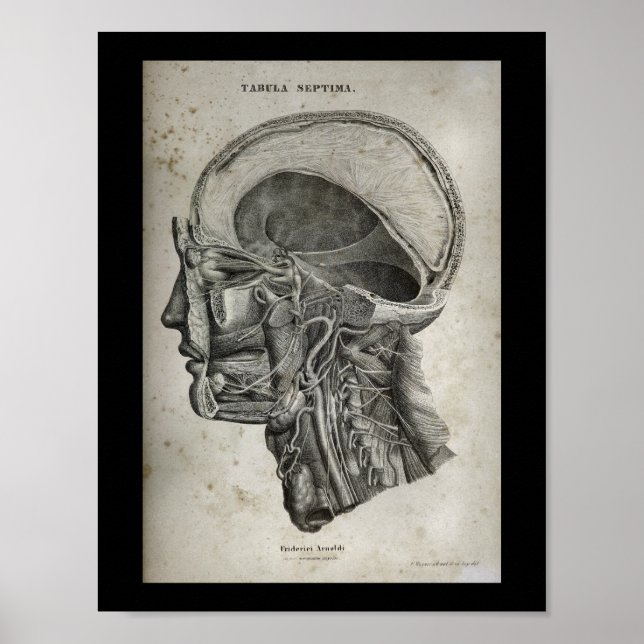Poster Cruzamento do crânio humano Nervos Anatomia Impres (Frente)