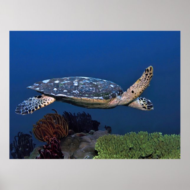Poster Cruzando Hawksbill (Frente)