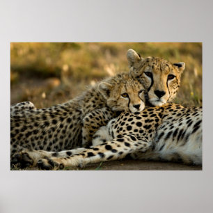 Poster Cubo Cheetah mexendo com sua mãe