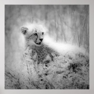 Poster Cubo de Cheetah