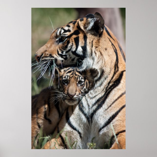 Poster Cubo de Tigre (Frente)