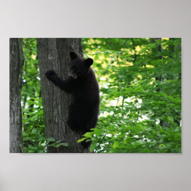 Póster Cubo De Urso Negro Cugado Subindo Na Árvore Na Flo (Frente)